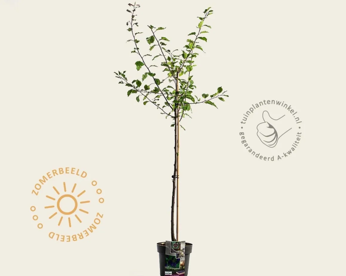 Prunus domestica 'Stanley' - halfstam