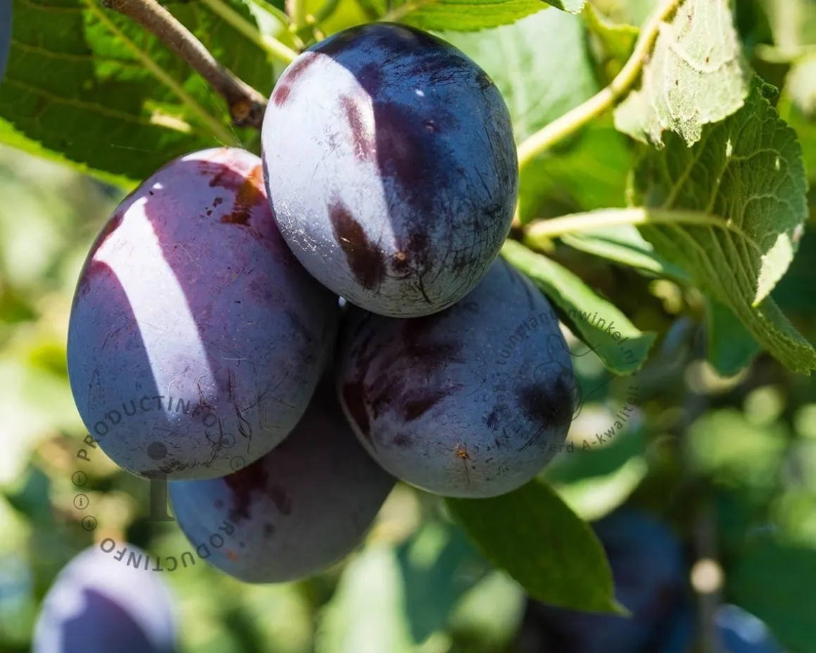 Prunus domestica 'Stanley' - halfstam