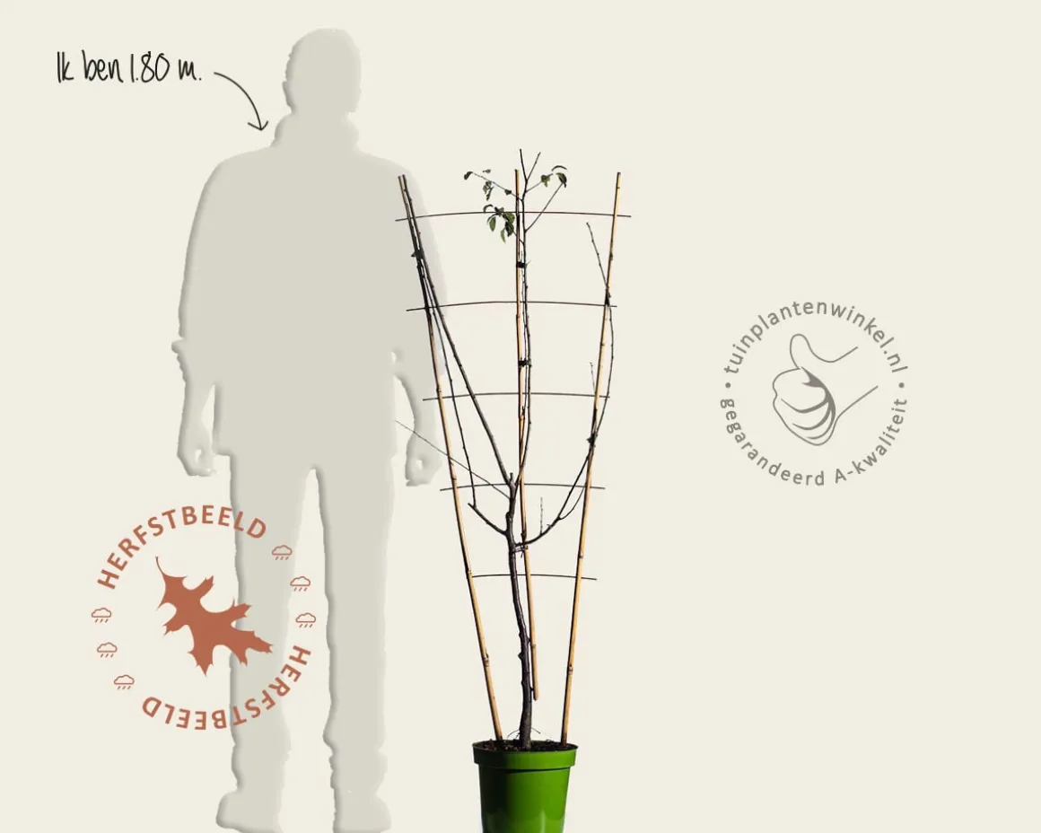 Prunus domestica TRIO 'Hauszwetsche', 'Mirabelle de Nancy' & 'Victoria' - in rek