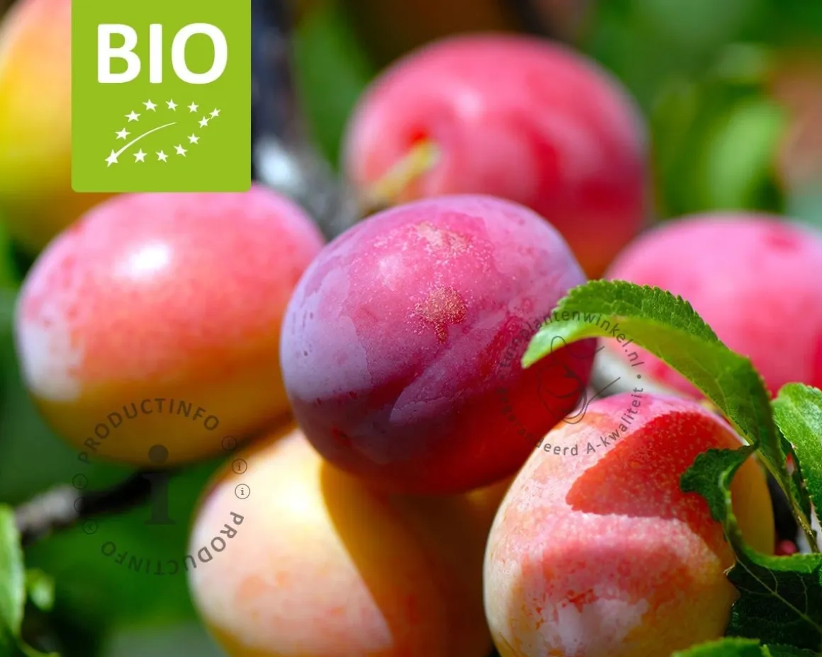 Prunus domestica 'Victoria' - BIO halfstam