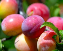Prunus domestica 'Victoria' - halfstam