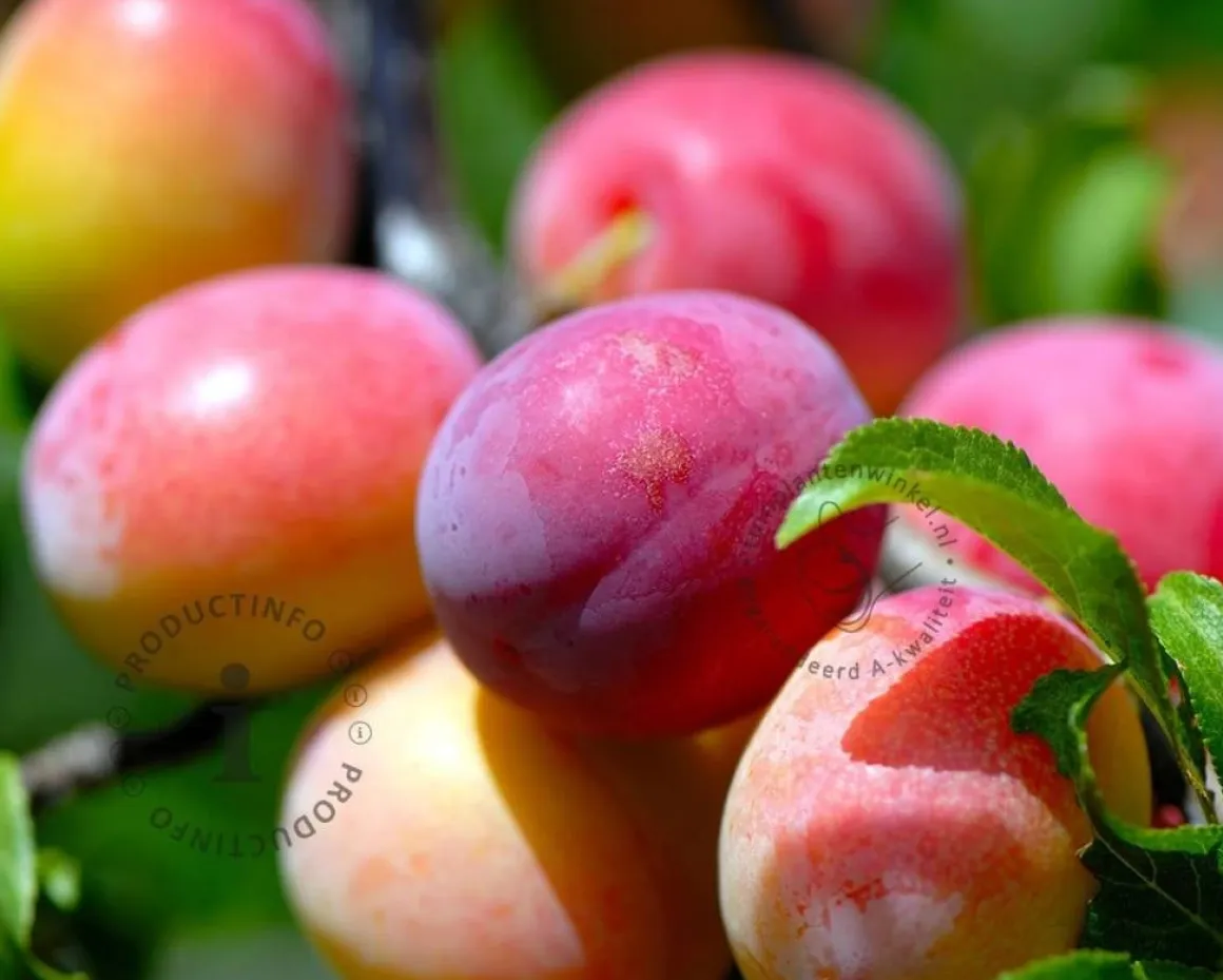 Prunus domestica 'Victoria' - halfstam