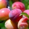 Prunus domestica 'Victoria' - hoogstam