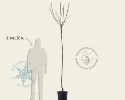 Prunus domestica 'Victoria' - hoogstam