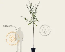Prunus domestica 'Victoria' - hoogstam