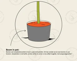 Prunus domestica 'Victoria' - hoogstam
