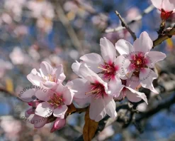 Prunus dulcis - halfstam