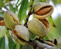Prunus dulcis - halfstam