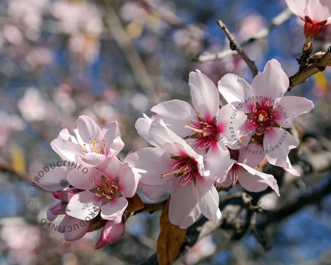 Prunus dulcis - laagstam