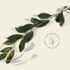 Prunus eminens 'Umbraculifera' - 200 cm stam