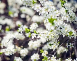 Prunus eminens 'Umbraculifera' - 200 cm stam