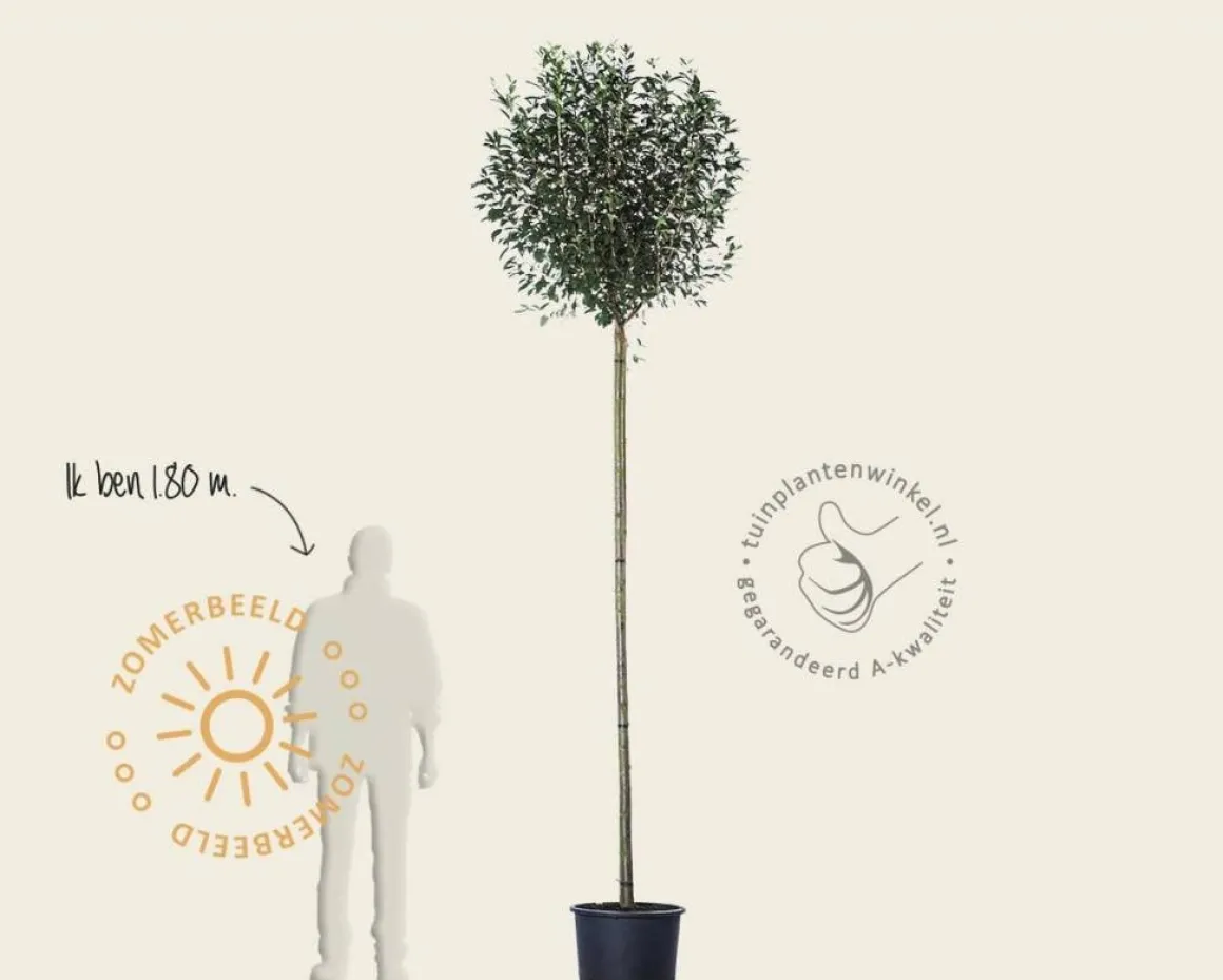 Prunus eminens 'Umbraculifera' - 200 cm stam