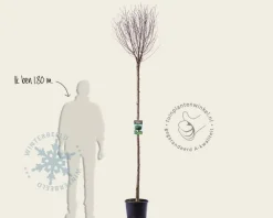 Prunus eminens 'Umbraculifera' - 200 cm stam