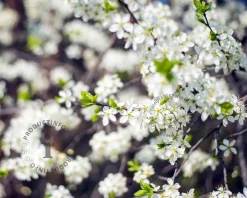 Prunus eminens 'Umbraculifera' - 200 cm stam