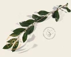 Prunus eminens 'Umbraculifera' - 180 cm stam