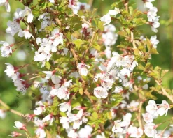 Prunus incisa 'Kojou-no-mai' - 60 cm stam