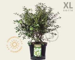 Prunus incisa 'Kojou-no-mai' 50/60 - XL