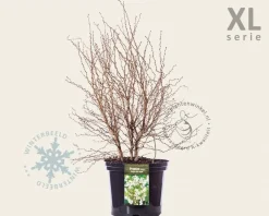 Prunus incisa 'Kojou-no-mai' 50/60 - XL