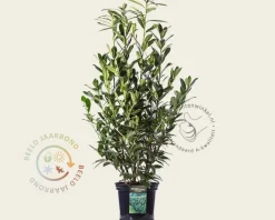 Prunus laurocerasus 'Caucasica' - in pot