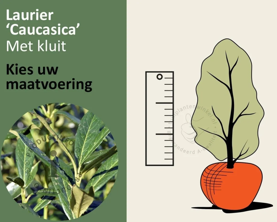 Prunus laurocerasus 'Caucasica' - kluit