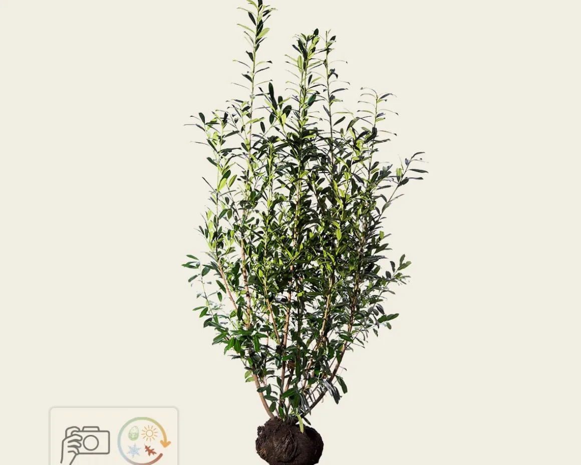 Prunus laurocerasus 'Caucasica' - kluit