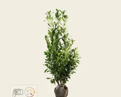 Prunus laurocerasus 'Caucasica' - kluit