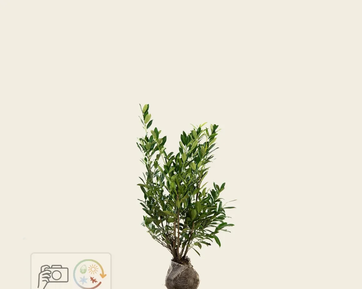 Prunus laurocerasus 'Caucasica' - kluit