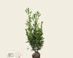 Prunus laurocerasus 'Caucasica' - kluit