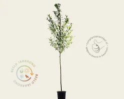 Prunus laurocerasus 'Caucasica'