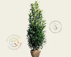 Prunus laurocerasus 'Elly' - kluit