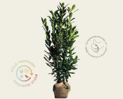 Prunus laurocerasus 'Elly' - kluit