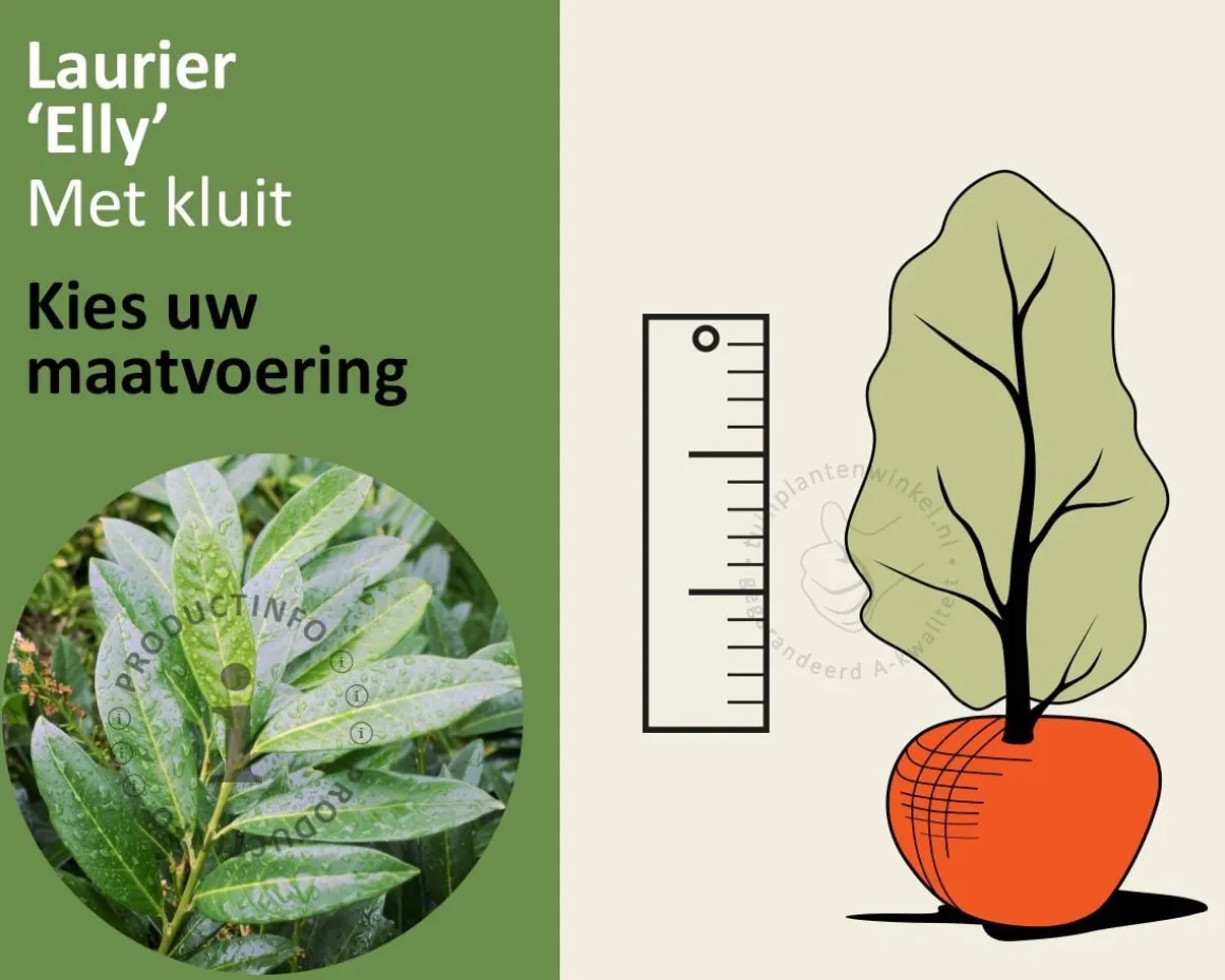 Prunus laurocerasus 'Elly' - kluit