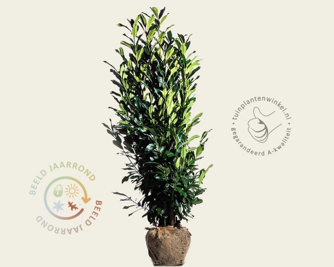 Prunus laurocerasus 'Elly' - kluit