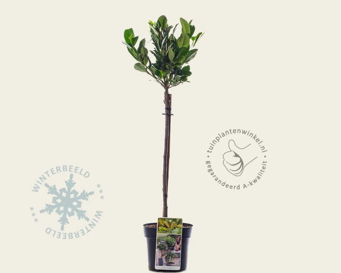 Prunus laurocerasus 'Etna' - 50 cm stam