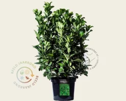 Prunus laurocerasus 'Etna' - in pot