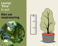 Prunus laurocerasus 'Etna' - in pot