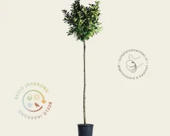 Prunus laurocerasus 'Etna' - op stam