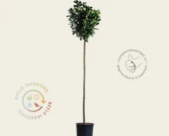 Prunus laurocerasus 'Etna' - op stam