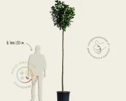 Prunus laurocerasus 'Etna' - op stam
