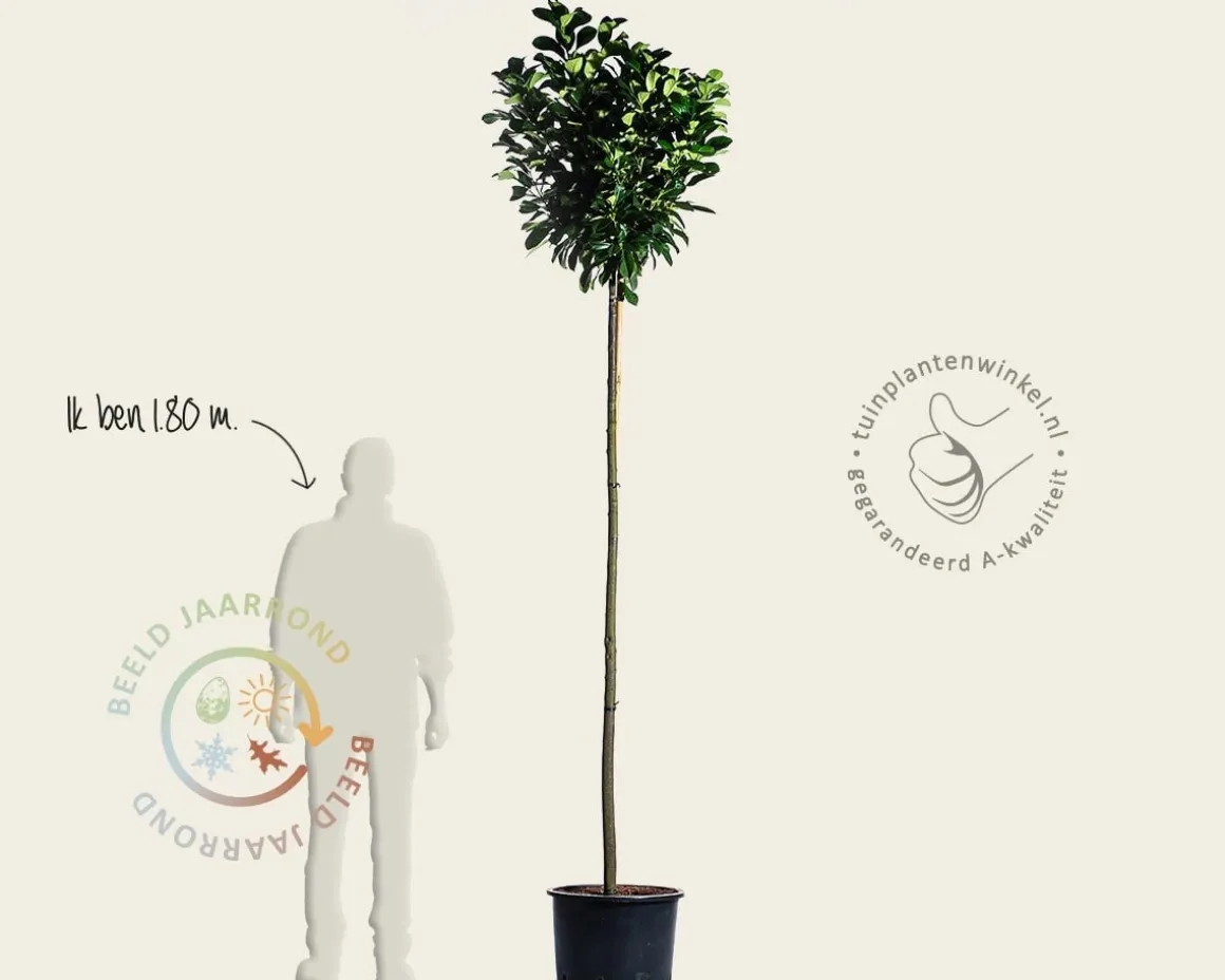 Prunus laurocerasus 'Etna' - op stam
