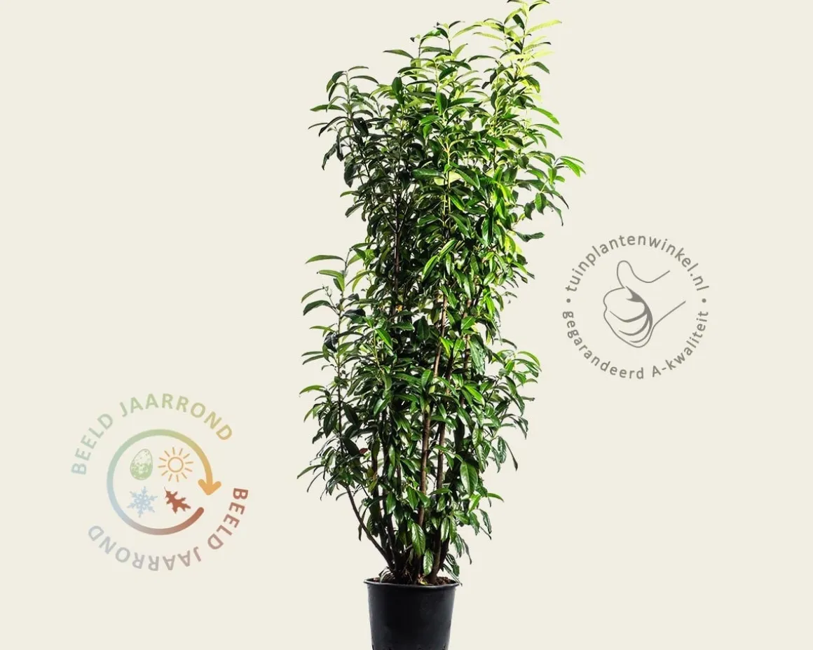 Prunus laurocerasus 'Genolia' - in pot