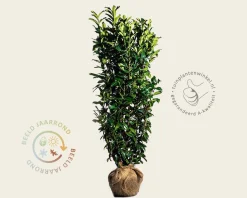 Prunus laurocerasus 'Genolia' - kluit
