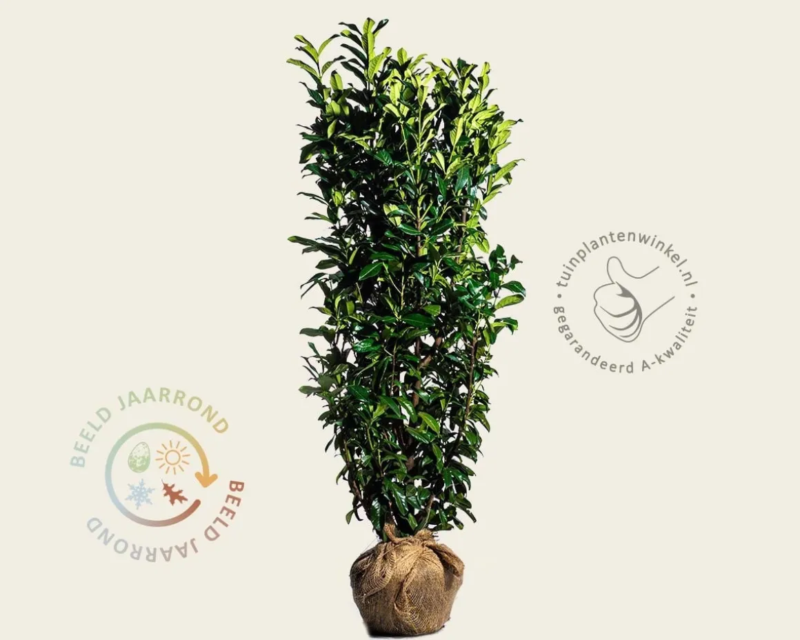 Prunus laurocerasus 'Genolia' - kluit