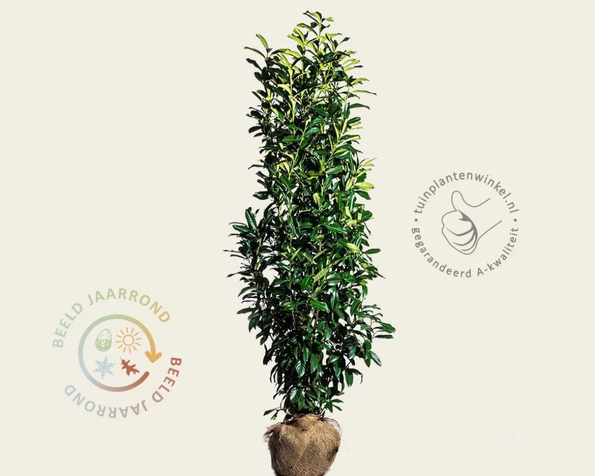 Prunus laurocerasus 'Genolia' - kluit