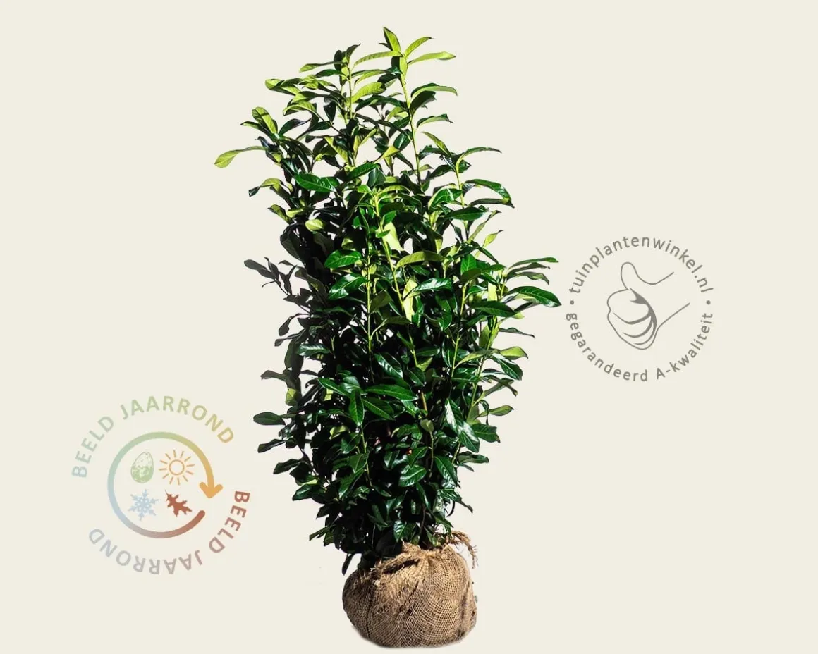 Prunus laurocerasus 'Genolia' - kluit