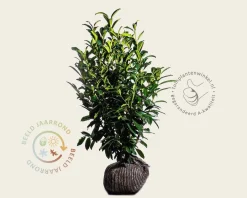 Prunus laurocerasus 'Genolia' - kluit