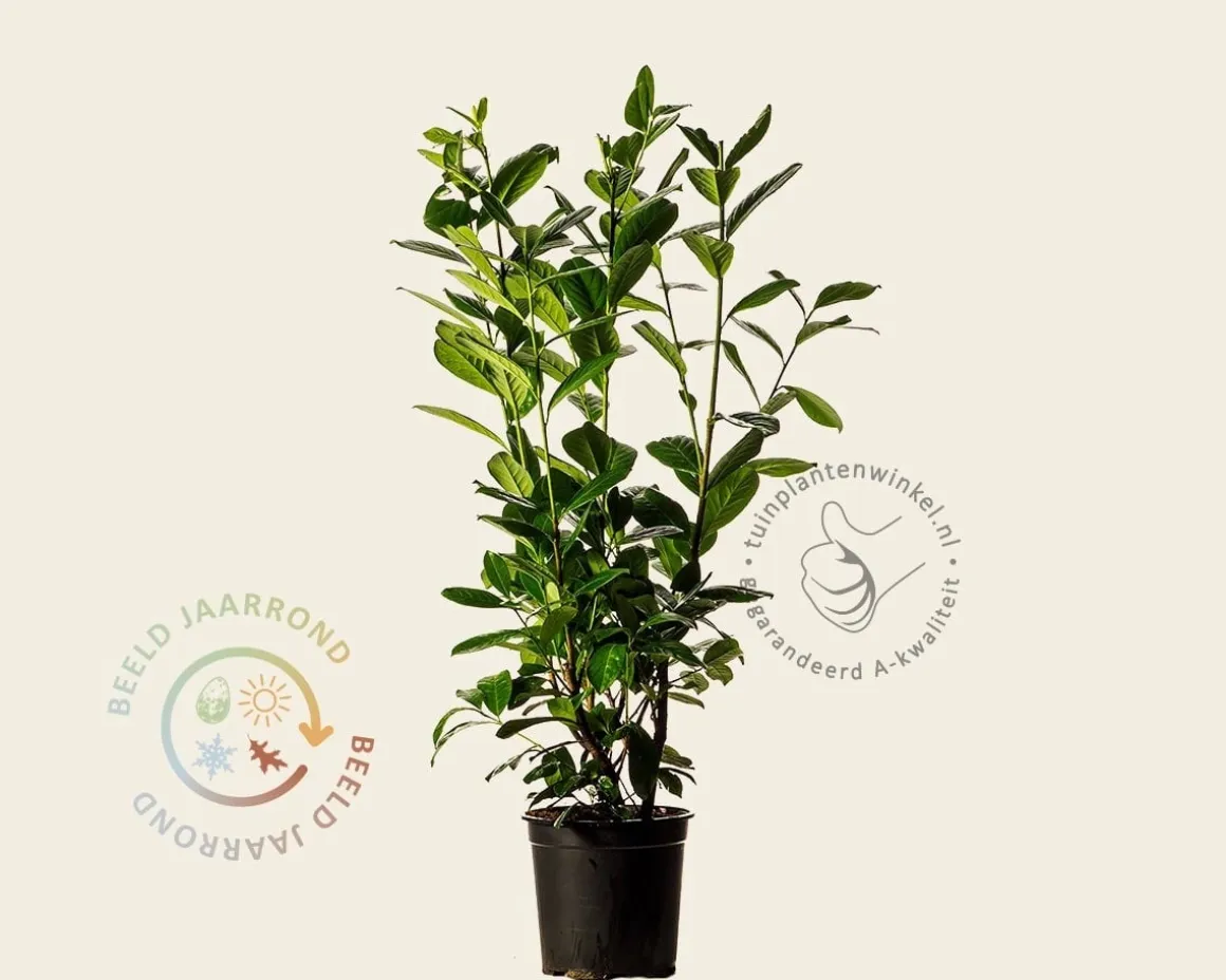 Prunus laurocerasus 'Novita' - in pot
