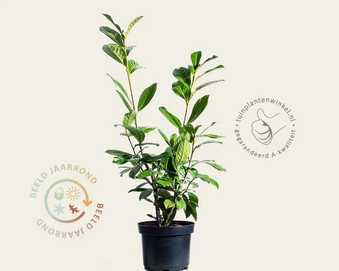 Prunus laurocerasus 'Novita' - in pot
