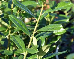 Prunus laurocerasus 'Novita' - in pot