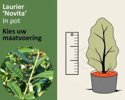 Prunus laurocerasus 'Novita' - in pot
